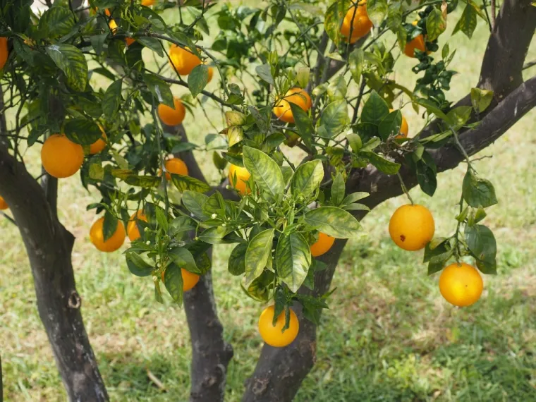 Taille de soin d'agrumes à Porto-Vecchio, Porto-Vecchio, Arte Natura
