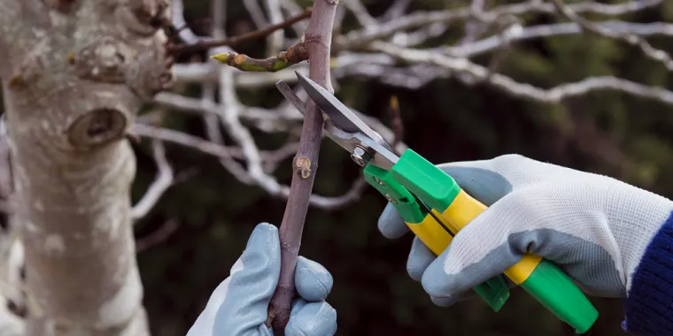 taille d' un arbre fruitiers