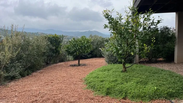 Taille d'un oranger et d'un citronnier à Porto-Vecchio