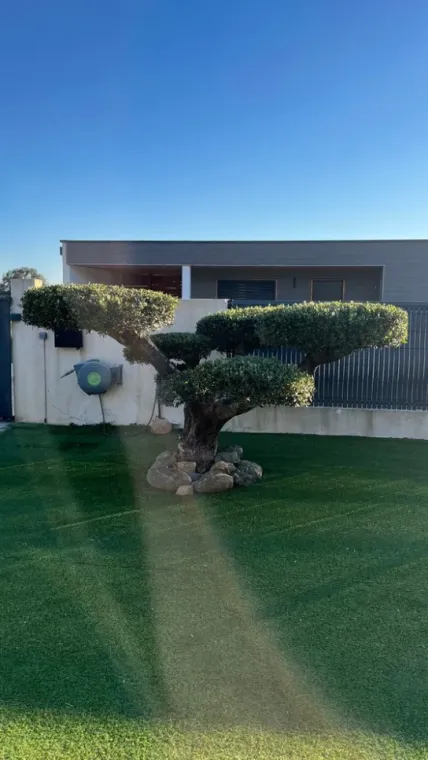 Taille d'ornement d'oliviers à Porto Vecchio