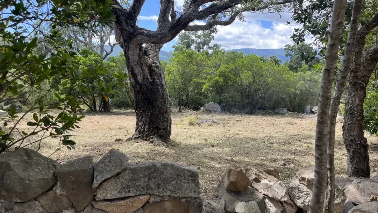 Arte Natura jardinier paysagiste : réalisation d'un pare-feu à Porto-Vecchio, Porto-Vecchio, Arte Natura