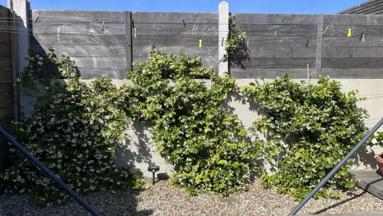 Mur végétal de faux jasmin à Porto Vecchio., Porto-Vecchio, Arte Natura