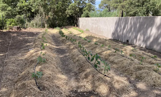 Création d'un potager à Porto-Vecchio, Porto-Vecchio, Arte Natura