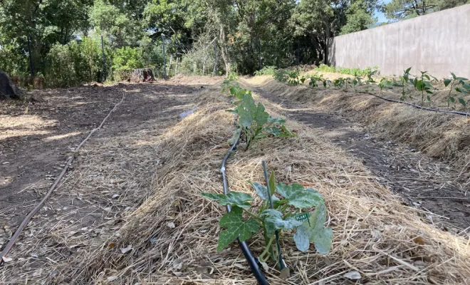 Création d'un potager à Porto-Vecchio, Porto-Vecchio, Arte Natura